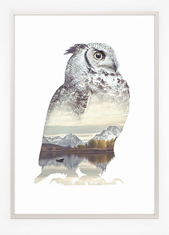 Faunascapes Poster Print Owl