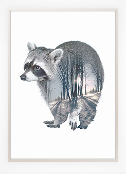 Faunascapes Poster Print Racoon