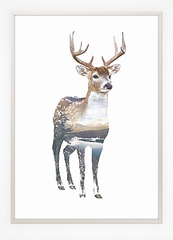 Faunascapes Poster Print Deer