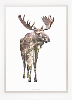 Faunascapes Poster Print Moose