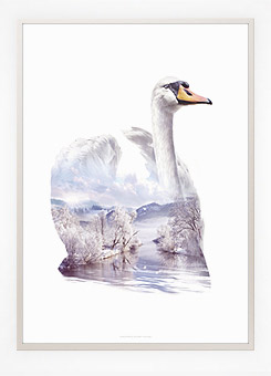 Faunascapes Poster Print Swan