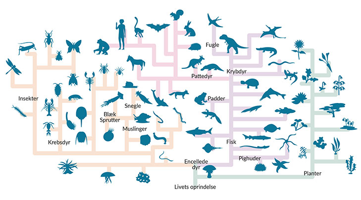 Evolutionstræet viser hvordan de forskellige arter har et fælles udspring.